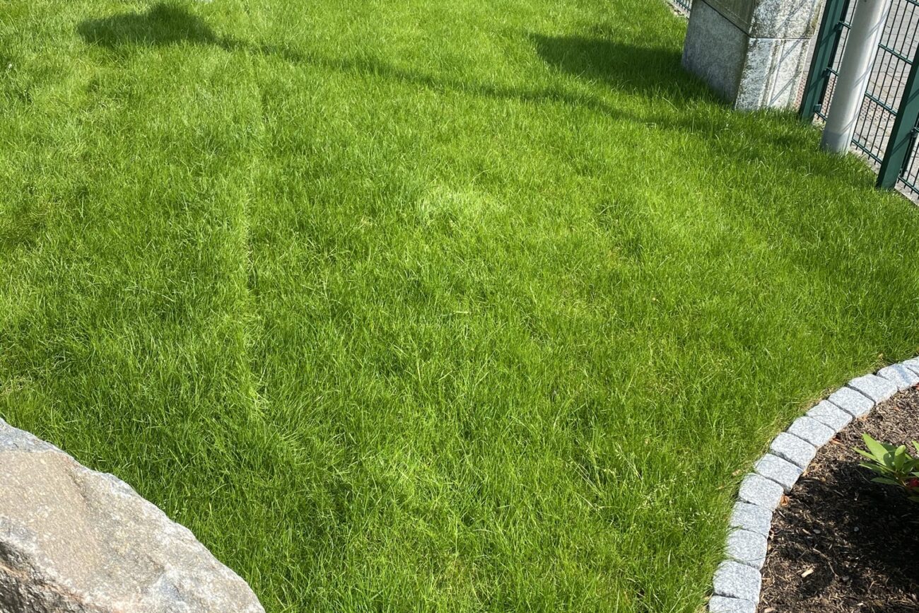 Ausgelegter Rollrasen in Garten